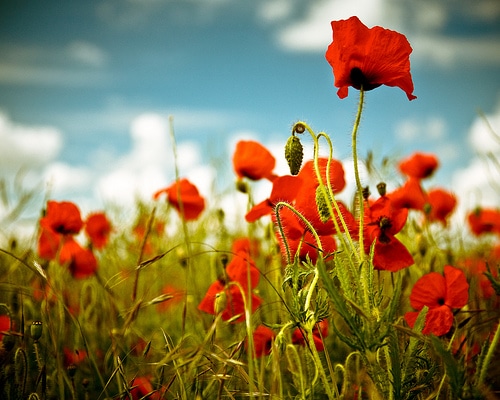 Poppy fields don't need eradicating...but something does... - Ozzie News