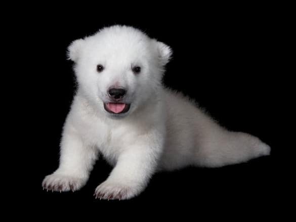 Polar Bear Cub