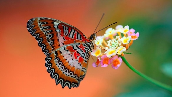 Butterflies have scales on their wings