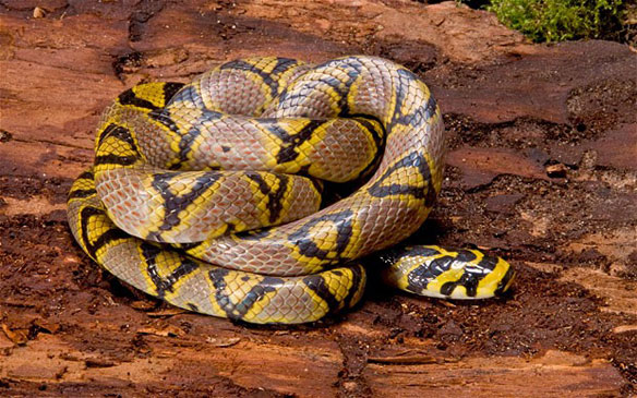 Mandarin rat snake