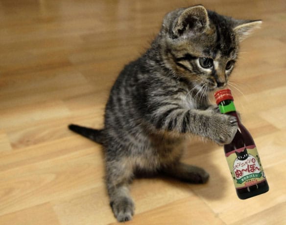 Cat drinking wine