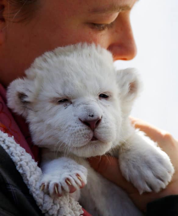 The young female is one of 11 white lions at Belgrade’s ‘good hope garden’ zoo