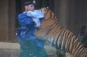 Trainer attacked by tiger