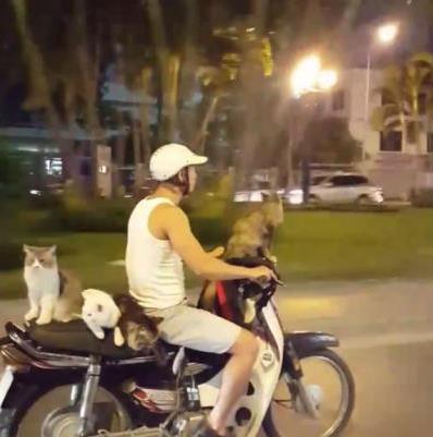 cat-lord-rides-motorcycle-with-four-feline-passengers