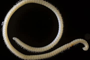 new-millipede-species-discovered