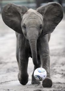 elephants-are-not-allowed-to-play-in-the-indian-super-league